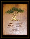 Solid Walnut Cypress Tree Award